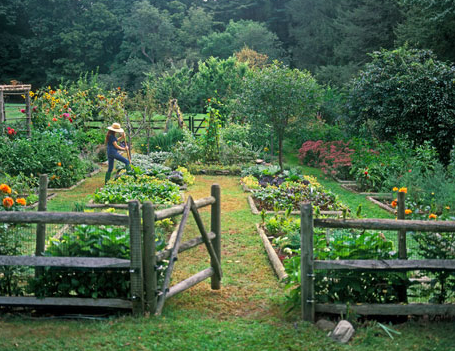 ¿Qué son los jardines comestibles?